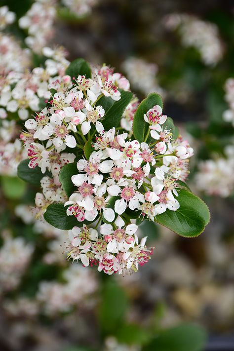 Click to view a full-size photo of Low Scape Mound Aronia (Aronia melanocarpa 'UCONNAM165') at Longfellow's Greenhouses Commercial Holiday Decor, Aronia Melanocarpa, Residential Landscaping, Growing Lavender, Commercial Landscaping, Craftsman Bungalow, Specimen Trees, Full Size Photo, Outdoor Pots