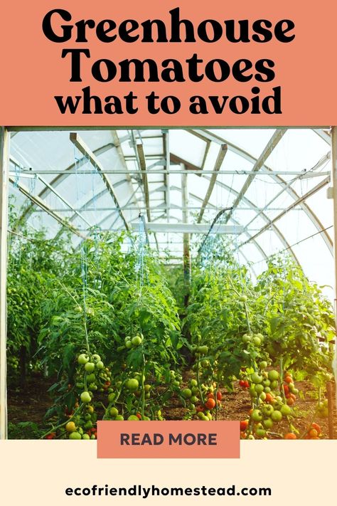 tomato garden tips Growing Tomatoes In Greenhouse, Greenhouse Tomatoes, Tomato Growing, Fruit Growing, Tomato Trellis, Eco Friendly Garden, Wild Weather, Greenhouse Growing, Small Greenhouse