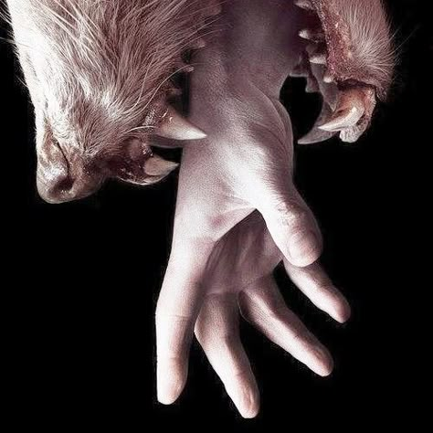 Werewolf aesthetic. Goo Goo Muck, Netflix Horror Series, Werewolf Hunter, Netflix Horror, Werewolf Aesthetic, Creature Fantasy, Hemlock Grove, Gothic Novel, Van Helsing