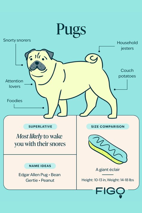 Discover the ins and outs of pug life in our comprehensive Pug Breed Guide. Learn about the pug's origin, temperament, unique personality traits, and the realities of pug parenthood in the city. Pug Breed, Pet Blog, Eyes Problems, Couch Potato, Pug Lover, Royal Life, Personality Traits, Pug Life, Pug Love