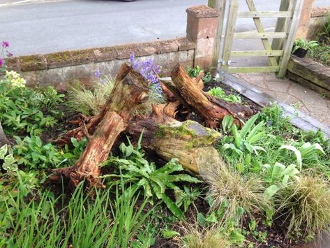 Stumpery Ideas, Stumpery Garden, Log Planters, Wildlife Garden Design, Log Garden, Tree Stump Planter, Rockery Garden, Fern Garden, Log Planter