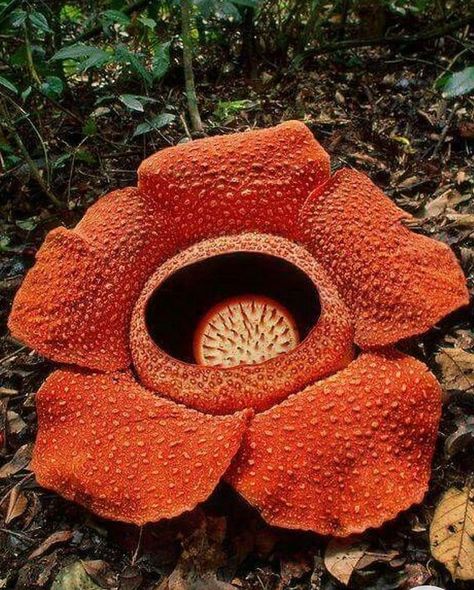 Tyler McGillivary on Instagram: “Rafflesia or Stinking Corpse Lily is the largest flower on the planet and the inspiration behind some new pieces dropping soon 🌸 What do…” Corpse Lily, Rafflesia Flower, Tyler Mcgillivary, Homemade Fruit Leather, Frans Lanting, Corpse Flower, Fruit Centerpieces, Alien Plants, Jungle Flowers