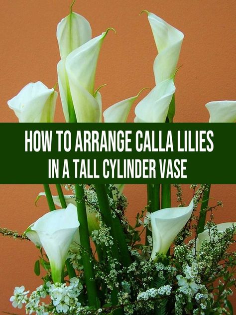 How To Arrange Calla Lilies in a Tall Cylinder Vase Evergreen Bushes, Tall Vase Arrangements, Calla Lily Centerpieces, Lily Centerpieces, Flower Arranging Tutorial, Tall Flower Arrangements, Tall Cylinder Vases, Tall Floral Arrangements, Calla Lily Flowers