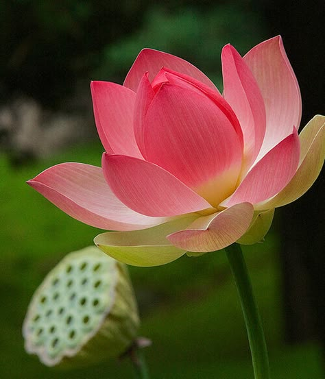 Lotus Close Up, Lotus Flower Reference, Lotus Flower Photo, Lotus Reference, Spiritual Flowers, Plants Reference, Lotus Photo, Flowers Reference, Bali Flowers