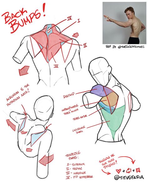 Men Back Anatomy Drawing, How To Draw Neck Ruffles, Back Muscles Art Reference, Back Drawing Tutorial, Muscle Poses Drawing, Anatomy Breakdown Drawing, Male Chest Anatomy, Shoulder Muscles Anatomy, Male Back Drawing Reference