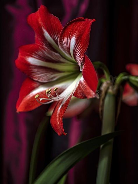 Red Amaryllis, Amaryllis Flowers, Flowers Bloom, Flower Beauty, Window Sill, Nature Beauty, Photo Image, Design Ideas, Art Design