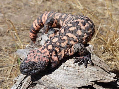 The Gila monster is a large species of lizard that is natively found in parts of the southern United States and northern Mexico. The gila monster is also one of only two species of venomous lizard found in North America. The gila monster is found roaming through a range of habitats throughout the drier regions of central America. Gila monsters tend to inhabit areas that are more sheltered such as shrublands, woodlands, forests and semi-deserts. In the same way that a camel's hump, the tail of th Gilla Monster, Gila Monster, Desert Animals, Reptiles And Amphibians, Central America, Amphibians, Design Reference, Creature Design, Reptiles