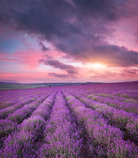 Meadow of lavender. by rozum. Meadow of lavender. Nature composition. #Sponsored #lavender, #Meadow, #rozum, #composition Lavender Nature, Nature Composition, Lavender Meadow, Countryside Art, Scene Art, Lavender Fields, Business Advertising Design, Business Advertising, Advertising Design