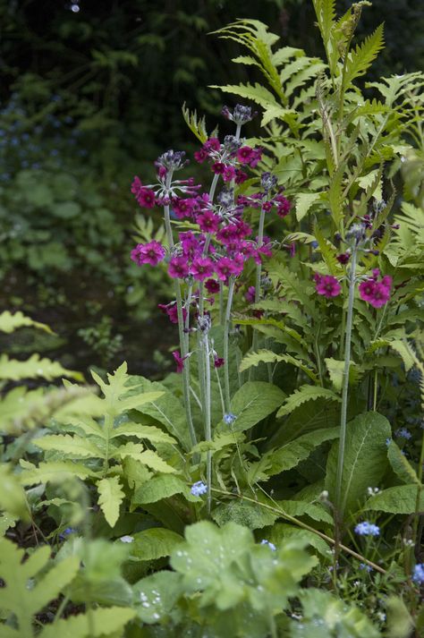 Japanese Primrose, Primula Japonica, Primula Flower, Oxfordshire England, Garden Life, Photo Location, Shade Garden, Backyard Garden, Garden Inspiration