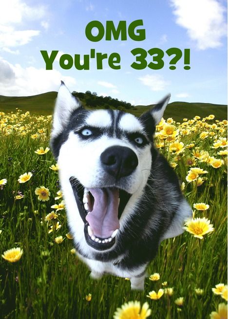 Super Cute Husky Dog Happy 33rd Birthday Customizeable card Interactive Birthday Cards, Happy 67th Birthday, Happy 68th Birthday, Happy 48 Birthday, Happy 66th Birthday, Happy 58th Birthday, Minimalist Birthday Card, Happy 69th Birthday, Happy 57th Birthday