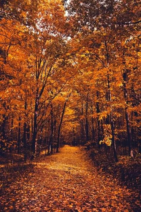 Letchworth State Park 🍁🍂😍 Credit: Keith Walters Photography Frühling Wallpaper, Fall Szn, Bonnie Bennet, Desenho Tom E Jerry, Cute Fall Wallpaper, Fall Background, Autumn Scenes, Autumn Scenery, Autumn Beauty