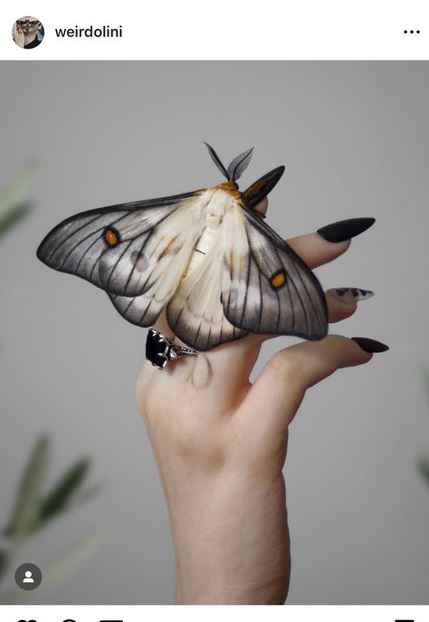 Lunar Moth Photography, Flying Moth Drawing, Ghostly Silk Moth Tattoo, Moth Reference Photo, Beatles Bug, Moth Anatomy, Moth Reference, Moth Photography, Pretty Moths