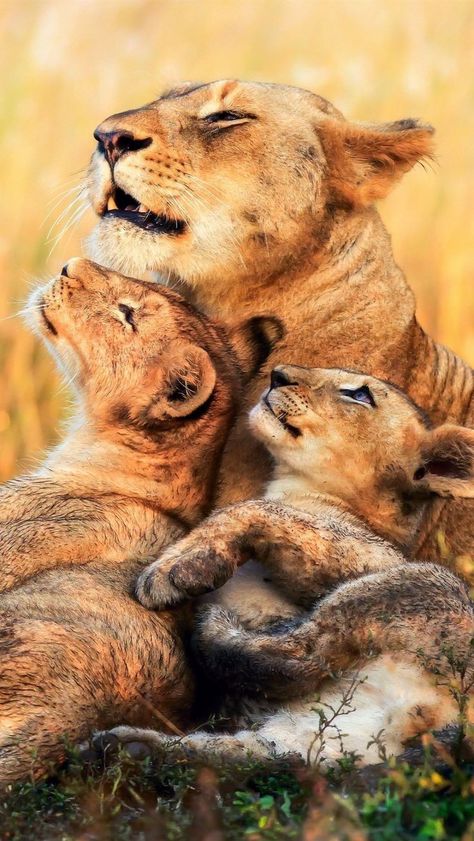 Lioness And Cub Tattoo, Lioness And Cubs, Regnul Animal, Lion Photography, Lion Love, Lion Images, Lion Pictures, African Animals, Animal Planet