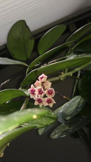 "Hoya 'Silver Dollar' flowering!  Amazing little houseplant!"  -From our own Glen Aslin (at City People's Garden Store) Hoya Princess, Hoya Patella Pink, Hoya Silver Dollar, Hoya Macgillivrayi, Hoya Carnosa Krimson Princess, City People, Garden Store, Silver Dollar, Trees To Plant