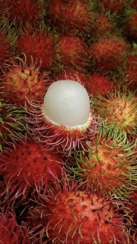 Rambutan Fruit, Sommer Mad, Fruit Smoothie Recipes Healthy, Slime Mould, Fruit Wallpaper, Fruit Photography, Food Graphic Design, Fruit Dishes, Beautiful Fruits