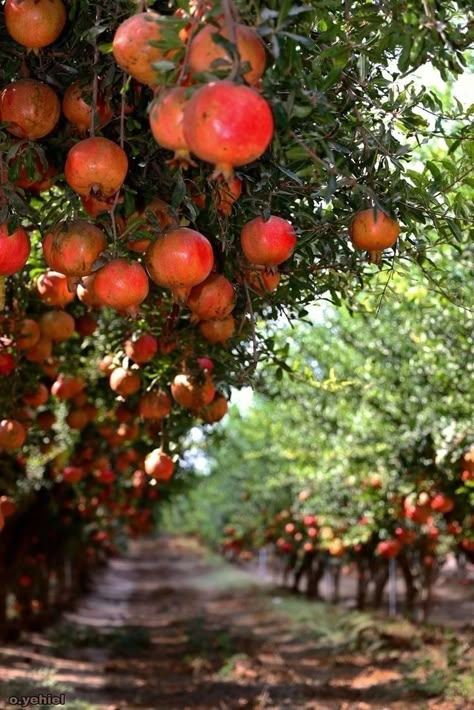 Pomegranate Tree Aesthetic, Dream Garden Vegetable, Big Leaf Indoor Plant, Bradford Pear Tree, House Farm, Farm Lifestyle, Fruit Photography, Beautiful Fruits, Pear Tree