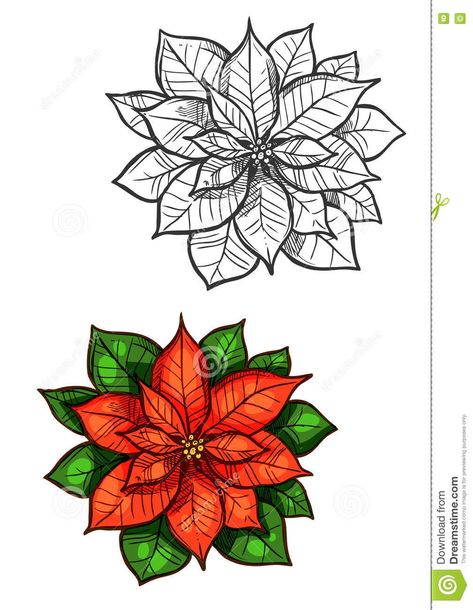 Christmas Poinsettia Star Flower Isolated Sketch Stock Vector - Illustration of card, plant: 80705188 Christmas Star Flower, Green Leaves Illustration, Sketch Traditional, Geek Christmas, Poinsettia Plant, Flower Pot Design, Flower Vector, New Year Decoration, Red Poinsettia