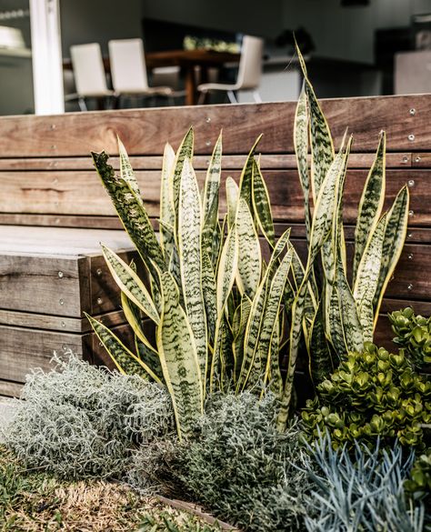 Snake Plant Outdoor Landscape, Airbnb Landscaping, Snake Plants Outdoors, Snake Plant Garden, Mother In Law Tongue Plant, Deck Styling, Poolside Landscaping, Frontyard Landscape Layout, Mother In Laws Tongue