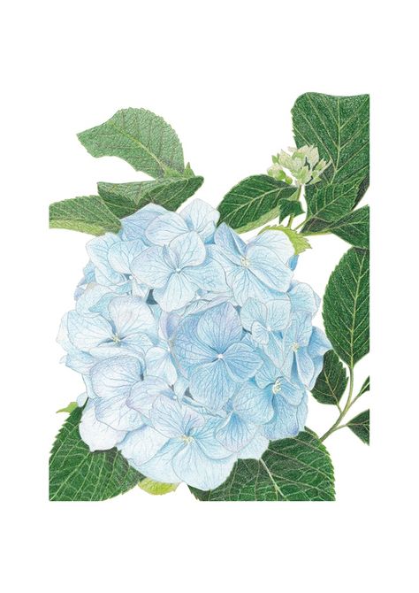 Blue Hydrangea - Colored Pencils drawing (flower) - Ko-fi ❤️ Where creators get support from fans through donations, memberships, shop sales and more! The original 'Buy Me a Coffee' Page. Colored Pencils Drawing, Hydrangea Leaves, Blue Hydrangea Flowers, Hydrangea Colors, Green Hydrangea, Vintage Botanical Prints, Plant Drawing, Painted Leaves, Botanical Drawings