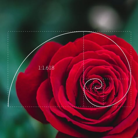 Golden Ratio Art Ideas, Fibonacci Examples, The Golden Ratio Art, Golden Ratio Examples, Golden Ratio Nature, Golden Ratio Photography, Golden Ratio In Nature, Fibonacci Sequence In Nature, Golden Ratio Art