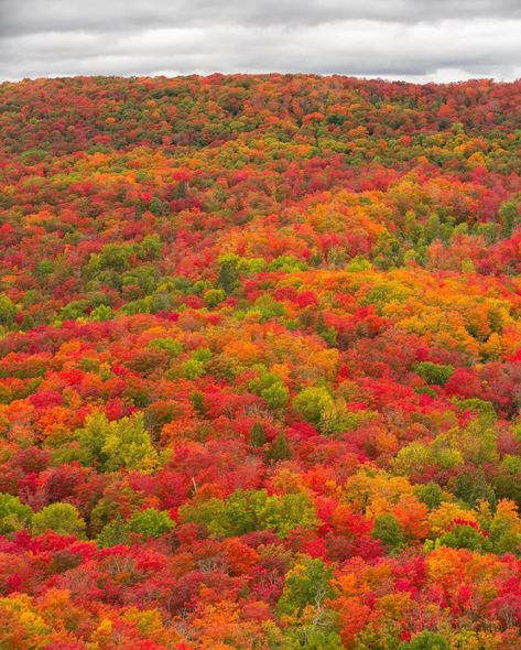 Lutsen Mountain over Lake Superior in Minnesota today 😱😱 Minnesota Nice, Minnesota Home, Duluth Minnesota, Fall Pictures, Lake Superior, Fall Photos, Magical Places, Fall Foliage, Places Around The World