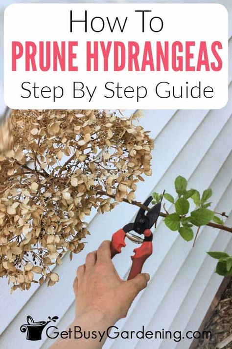 Pruning Hydrangea Tree, How To Trim Hydrangea Bushes, How To Prune Hydrangeas Spring, Pruning Hydrangeas Spring, When To Trim Hydrangea Bushes, How To Prune Hydrangeas, How To Prune Hydrangeas In The Fall, How To Trim Hydrangeas, Deadheading Hydrangeas