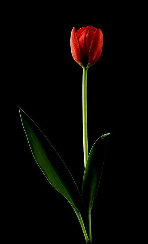 The single Red Tulip with Black Background. Red Tulips Photography, Tulips Photography, Photograph Food, Huntington Beach California, Orange Tulips, Rose Flower Wallpaper, Oil Refinery, Tulips Garden, Most Beautiful Flowers