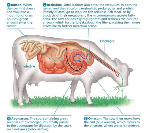 cattle digestive system Cattle Digestive System, Ruminant Digestive System, Cow Digestive System, Vet Anatomy, 4-h Poster Ideas, Digestive System Model, Digestion System, Equine Veterinary, Veterinary Studies