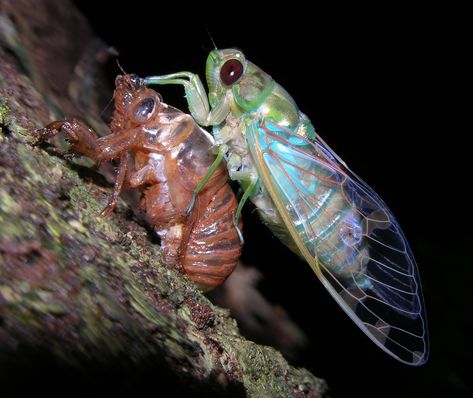 Cicada Shell, Cicada Tattoo, Leg Band Tattoos, Insect Taxidermy, Tree Tattoos, Ant Farms, Animal Anatomy, A Bug, Arthropods