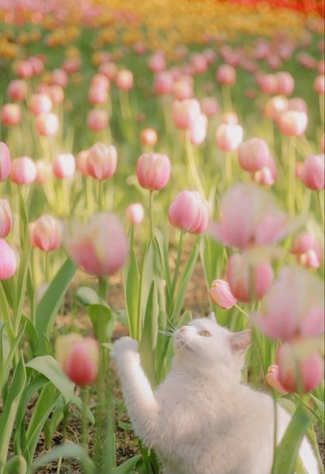 Pink Tulips, White Cat, Feline, Tulips, Pink, White