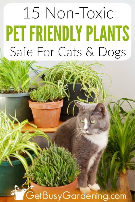 The thought of keeping poisonous plants in your home without knowing it is very scary, especially with a new puppy or kitten. Pets and houseplants don't always get along, but some common indoor plants can be downright dangerous for your fur babies. Avoid the risk by growing these pet friendly plants that are non-toxic and safe for cats and dogs. A few of my favorites are African violets, burros tail sedum, Christmas cactus, spider plant, Boston ferns, bamboo, bromeliad and haworthia succulents. Plants Okay For Cats, Indoor Plants Pet Friendly, Plants Safe For Cats, Cat Safe House Plants, Pet Friendly Plants, Haworthia Succulents, Burros Tail, Dog Safe Plants, Safe House Plants