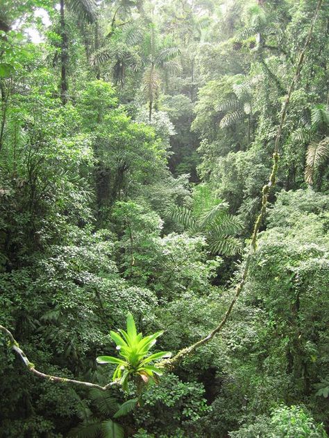 Reminds me of Costa Rica. :) Banana Plant, Banana Plants, Landscape Concept, Remote Island, Welcome To The Jungle, Tropical Forest, Vivarium, Rain Forest, Amazon Rainforest