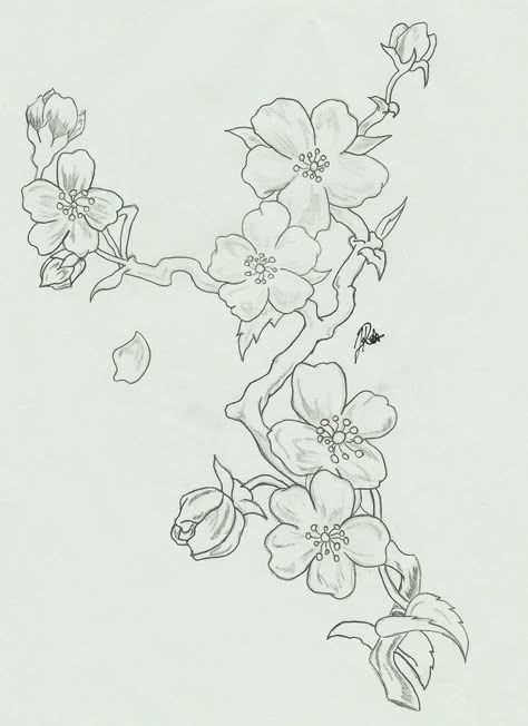 250+ Japanese Cherry Blossom Tattoo Designs With Meanings & Symbolism (2021) Japanese Tattoo Outline, Cherry Blossom Japanese Tattoo, Hur Man Ritar Blommor, Cherry Blossom Drawing, Kunst Tattoos, Cherry Blossom Painting, Cherry Blossom Branch, Blossom Tattoo, Cherry Blossom Tattoo