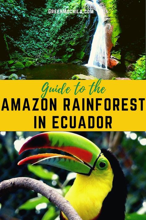 Guide to the Amazon Rainforest in Ecuador Rainforest Activities, Latin America Travel, The Amazon Rainforest, Dream Vacations Destinations, Countries To Visit, Amazon Rainforest, The Amazon, Latin America, America Travel