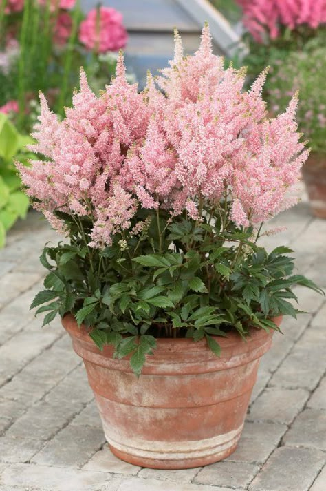 Garden Plants Ideas, Garden Patch, Landscape Flowers, Container Garden Design, Container Gardening Flowers, Flower Pots Outdoor, Have Inspiration, Container Gardening Vegetables, Garden Containers