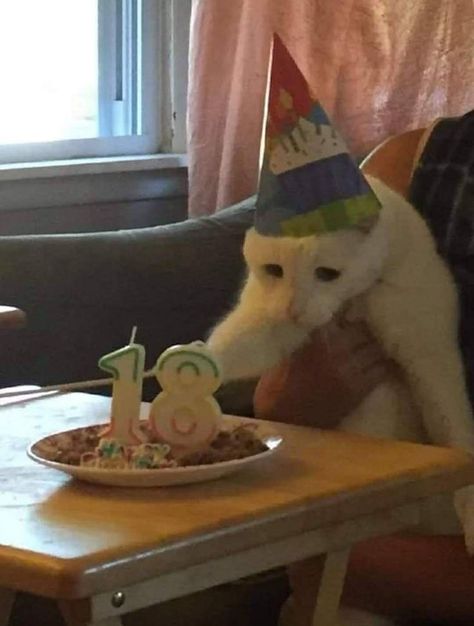 Silly Cats Pictures, Birthday Hat, Silly Animals, Cat Birthday, Cat Aesthetic, Funny Cute Cats, Silly Cats, Pretty Cats, Cute Little Animals