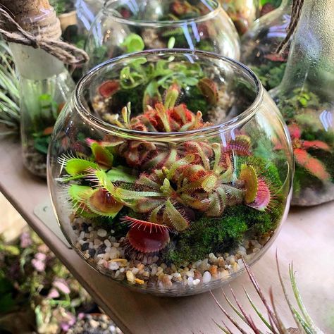 2,185 Likes, 13 Comments - Terrarium Imaginarium (@terrarium.imaginarium) on Instagram: “Carnivorous plant terrarium (Venus fly trap and Sundew) from @_za_sklom_ from Ukraine 🇺🇦” Venus Flytrap Terrarium, Carnivorous Terrarium, Venus Fly Trap Terrarium, Inside House Plants, Carnivorous Plants Terrarium, Diy Fly Trap, Water Terrarium, Container Water Gardens, Plants In Jars