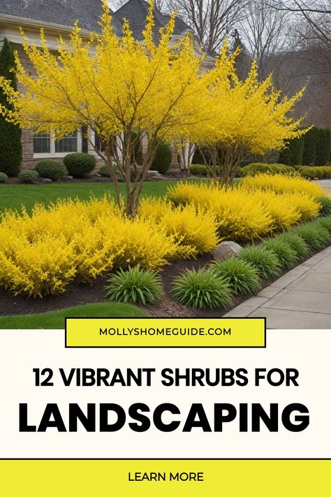 Discover the best shrubs for landscaping your outdoor space! Whether you're looking for low maintenance, evergreen, or flowering shrubs for hedges, we've got you covered. From shrubs for full sun to those perfect for partial shade, find the ideal plants to enhance your garden. Create beautiful curb appeal with shrubs for the front of the house or add interest to small spaces with dwarf evergreen options. Golden Globe Arborvitae Landscaping, Landscaping With Shrubs And Bushes, Patio Shrubs Landscaping Ideas, Gingko Tree Landscaping, Straight Line Landscape Design, Fast Growing Evergreen Shrubs, Small Shrubs For Shaded Areas, Shrubs For Landscaping Front Yards, Large Shrubs In Front Of House