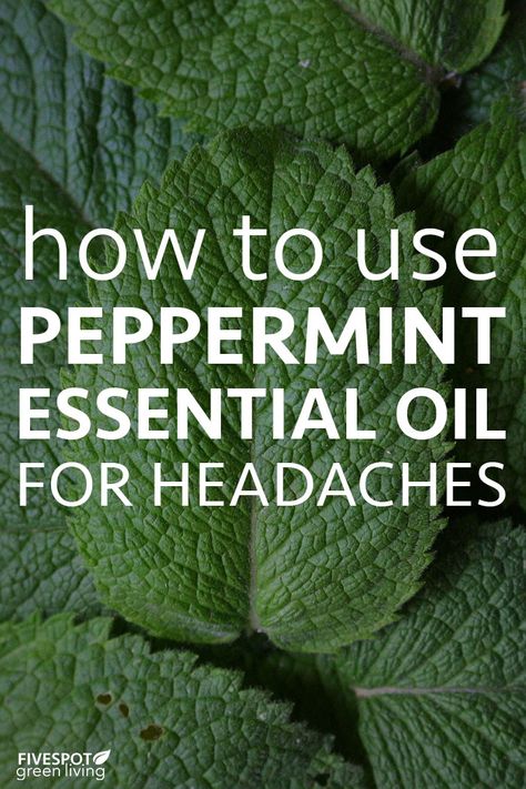 Do you get headaches or migraines? Over-the-counter meds don’t always help – try peppermint essential oil for headaches and relieve your aches! #essentialoils #peppermintoil #headaches #naturalremedies #homeremedies Peppermint For Headaches, Peppermint For Migraines, Essential Oil For Headache, Essential Oil For Headaches, Peppermint Oil For Headaches, Oils For Headaches, Essential Oils For Migraines, Oil For Headache, Migraine Help