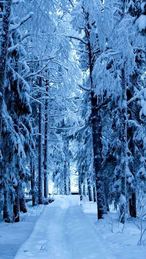 Snow Forest Blue Ice android wallpaper HD Snowfall Wallpaper, Snow Wallpaper Hd, Galaxia Wallpaper, Winter Wonderland Wallpaper, 4k Wallpaper Android, Christmas Wallpaper Hd, Wallpaper Estetika, Snow Forest, Christmas Wallpaper Backgrounds