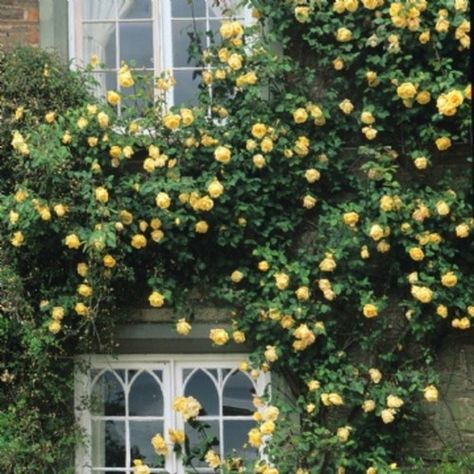 Marechal Neil. Climbing roses Yellow Climbing Rose, White Climbing Roses, Deadheading Roses, Rose Plant Care, Climbing Rose, David Austin Roses, Growing Roses, David Austin, Planting Roses