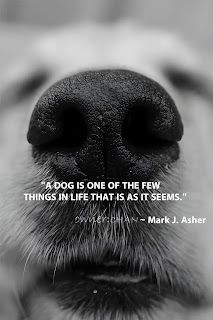 Life Inspiration Quotes, Recipes and Shares to Help In Daily Life : A dog is one of the few things in life that is as ... Old Dog Quotes, Life Inspiration Quotes, Funny Facebook Posts, Good Morning World, Facebook Humor, Losing Friends, Dog Rules, Quotes By Famous People, Old Dogs