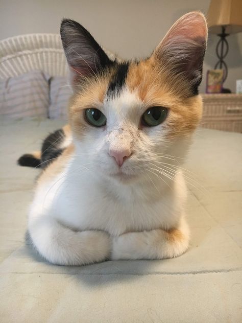 Caliby Cat, Calico Cat Aesthetic, Names For Male Cats, Calico Cat Names, Random Cat, Calico Cats, Tortoise Cat, Calico Kitten, Munchkin Cat