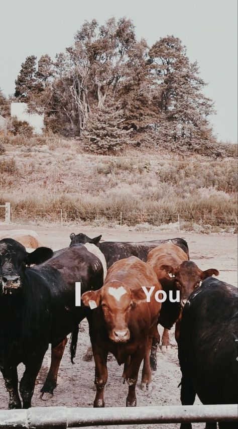 Western Aesthetic Wallpaper, Pet Cows, Cute Iphone Wallpaper Tumblr, Cow Wallpaper, Western Wallpaper Iphone, Show Cattle, Baby Farm Animals, Fluffy Cows