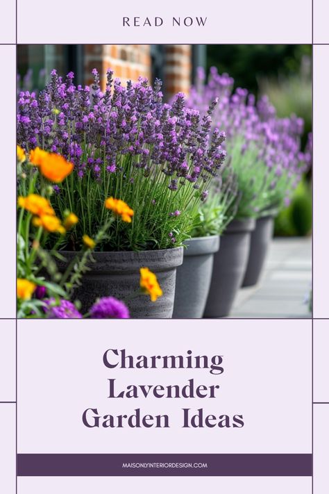 A collection of charming lavender garden ideas showcasing pathways and blooms - perfect inspiration for your outdoor gardening. Lemon Grass And Lavender Landscaping, Lavendar Planting Landscaping, Lavender Landscaping, Lavender Garden Ideas, Lavender Planter, Lavender Planters, Lavender Bushes, Lavender Ideas, Front Door Planters