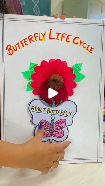 Butterfly Life Cycle Project, Cycle Of Butterfly, Butterfly Project, Butterfly Life Cycle, Life Cycle, The Teacher, Life Cycles, Teacher Life, Quick Saves