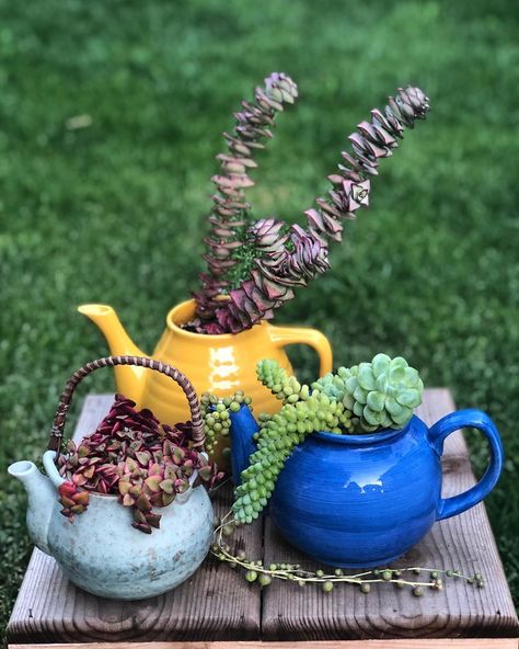 Plants In Teapots, Tea Pot Planter, Full Sun Planters, Flowers Full Sun, Cup Candles, Sun Color, Windowsill Garden, Full Sun Perennials, Calico Kitten