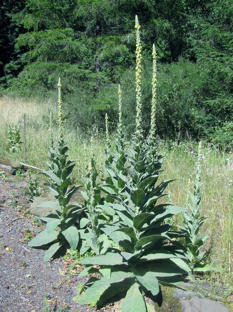 Mullein Tincture, Medicinal Herbs Remedies, Mullein Tea, Medicinal Wild Plants, Medicinal Herbs Garden, Homemade Stuff, Natural Detergent, Lungs Health, Healing Plants