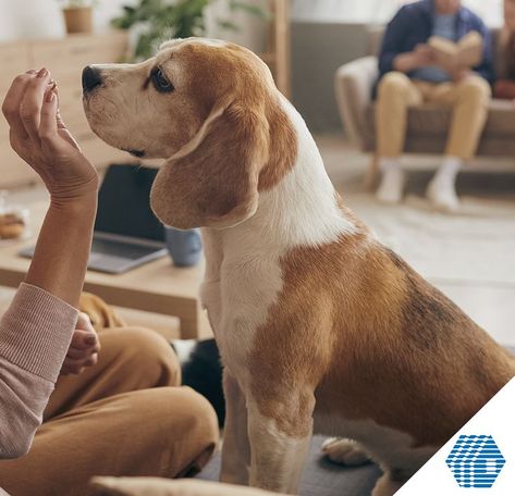 For individuals with pet allergies or asthma, and even those without, too much dander in the air can worsen symptoms and increase discomfort. As pet owners, we have a responsibility to keep our indoor air quality clean and healthy for our families. Here are a few quick tips to get you started: Pet Allergies, Air Filters, Indoor Air Quality, Indoor Air, Air Quality, Pet Owners, Allergies, Too Much, Pet Friendly