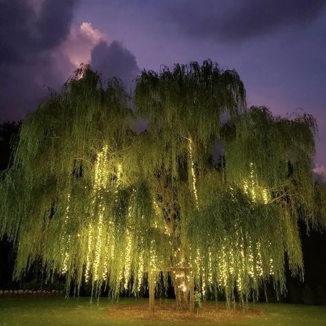 Weeping Willow, Willow Tree, Forest Wedding, Nature Aesthetic, Pretty Places, Dream Garden, Dream Home Design, My Dream Home, String Lights